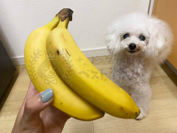 犬はバナナを食べても大丈夫 メリットや注意することを知っておこう